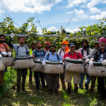 Orchard Pickers